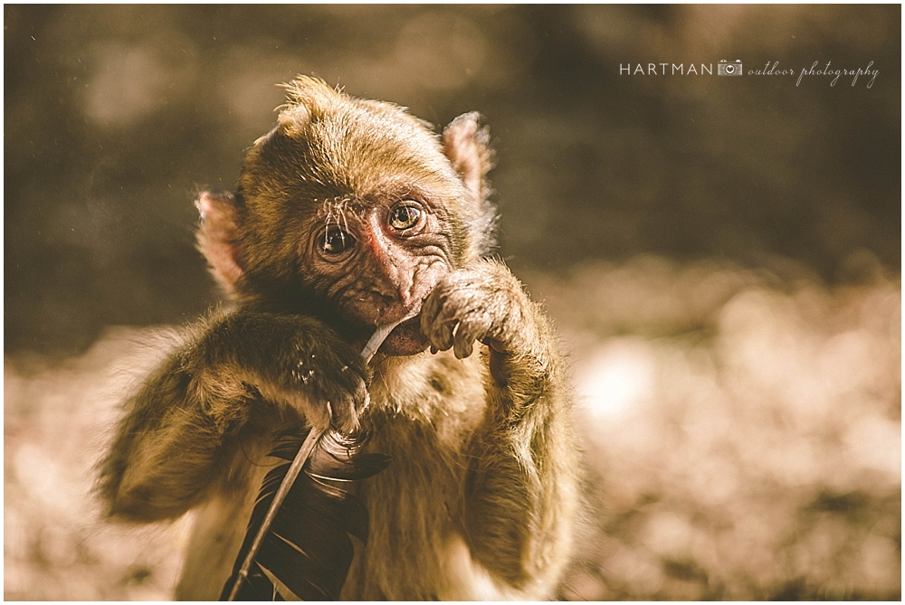 Baby Monkey Fes morocco Wedding Photographer