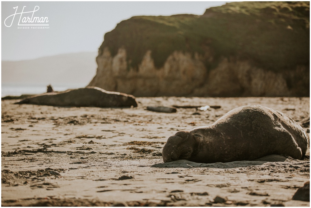 Point Reyes elephant seals 023