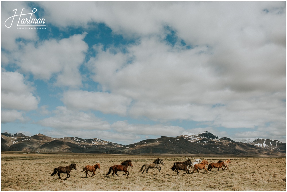 Icelandic Horses Running _0007