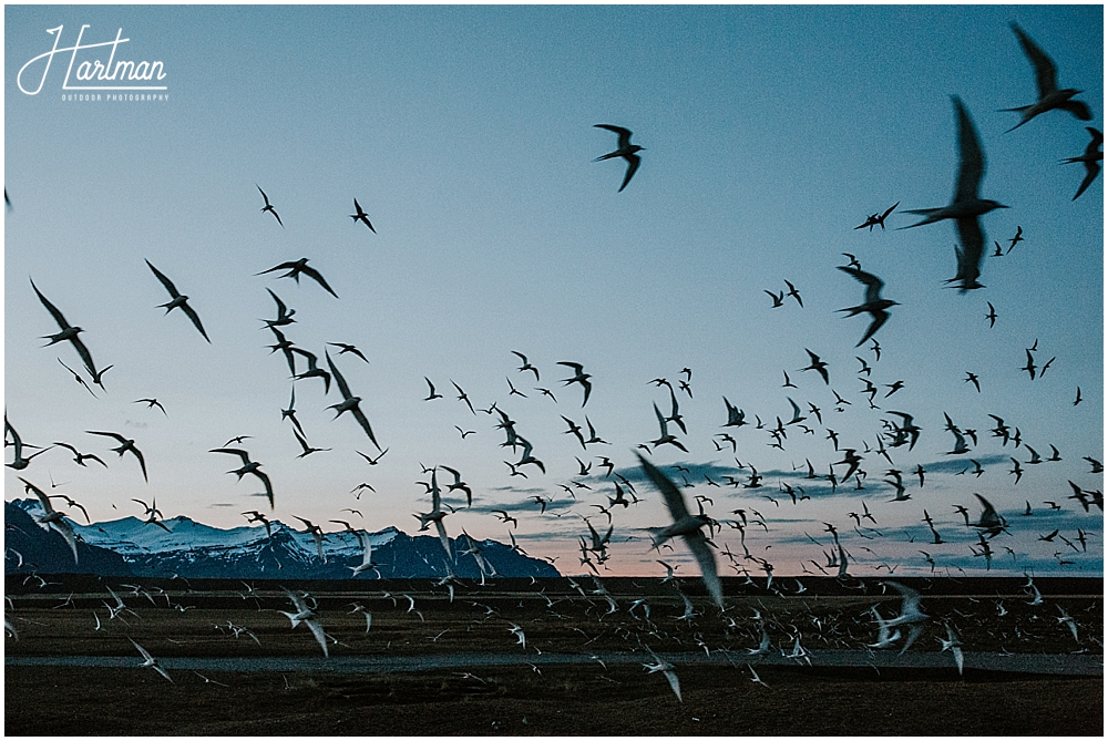 Arctic Terns in Iceland 