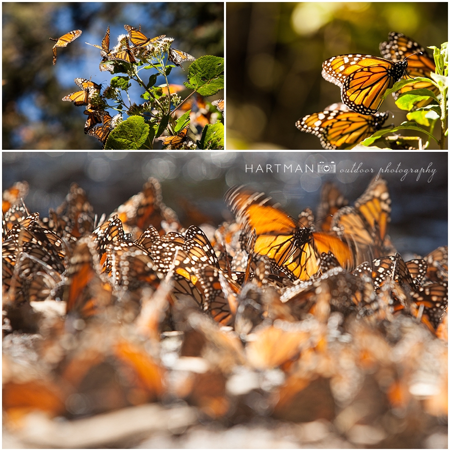 Butterflies Mexico Photography