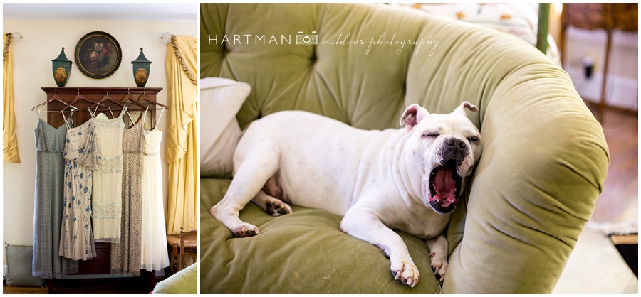 Dog Ring bearer Photographer