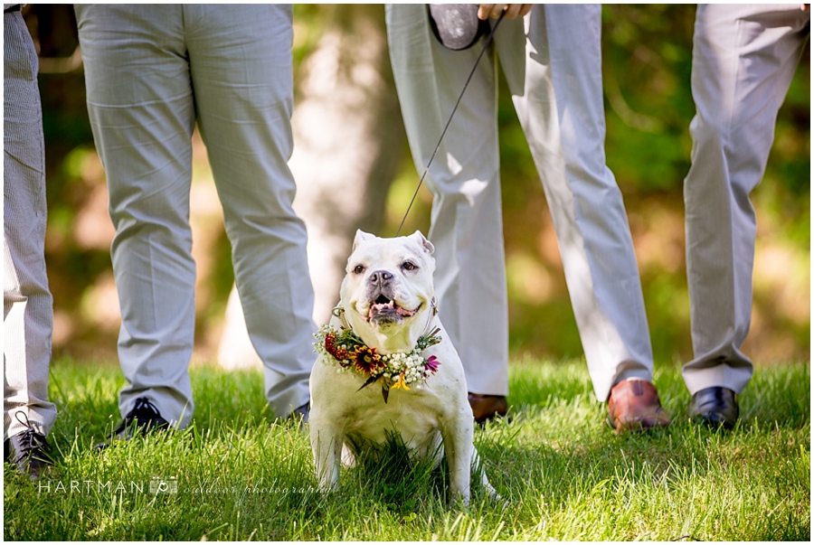 Dog Ring Bearer Photographer