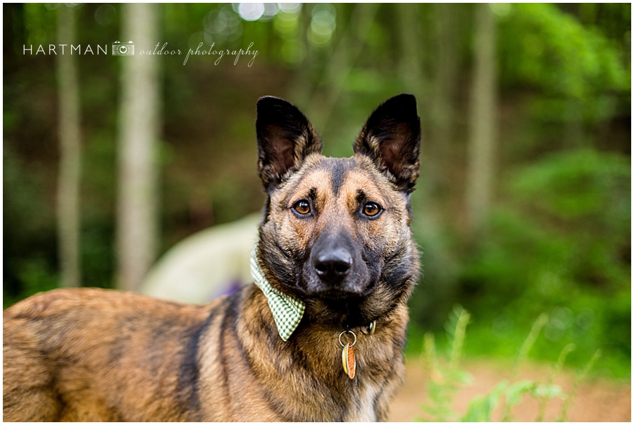 German Shepherd Ring Bearer Dog