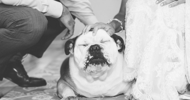 Including Your Pet on the Wedding Day