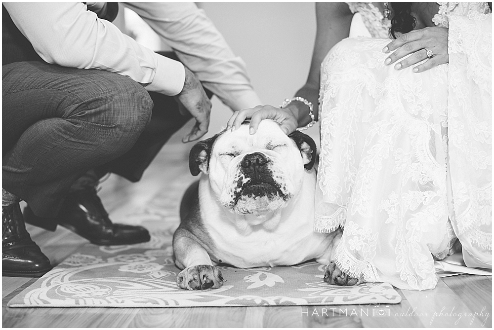 Wedding English Bulldog
