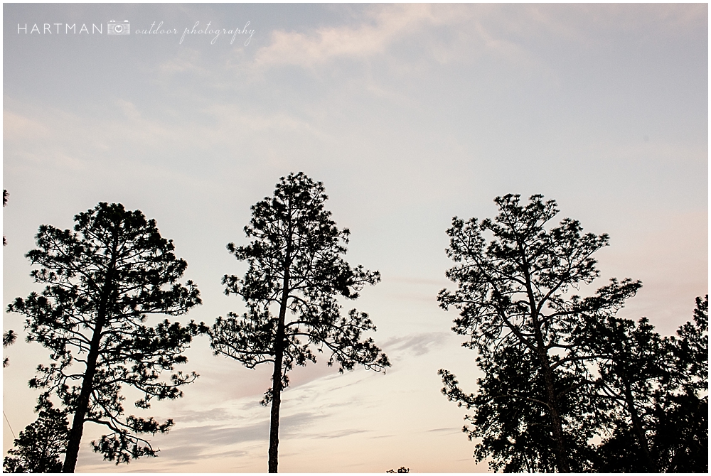 Southern Pines Sunset