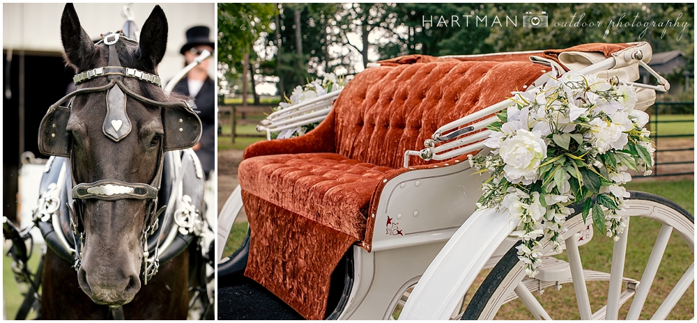 Wedding Horse and Carriage