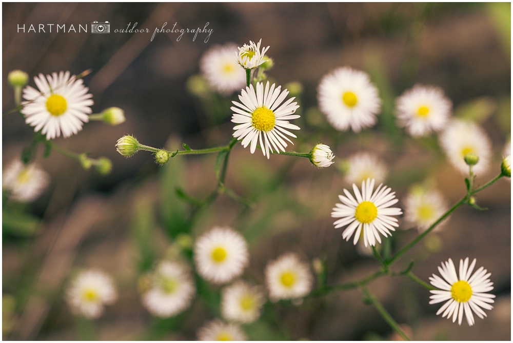 Upstate New York Wildflowers