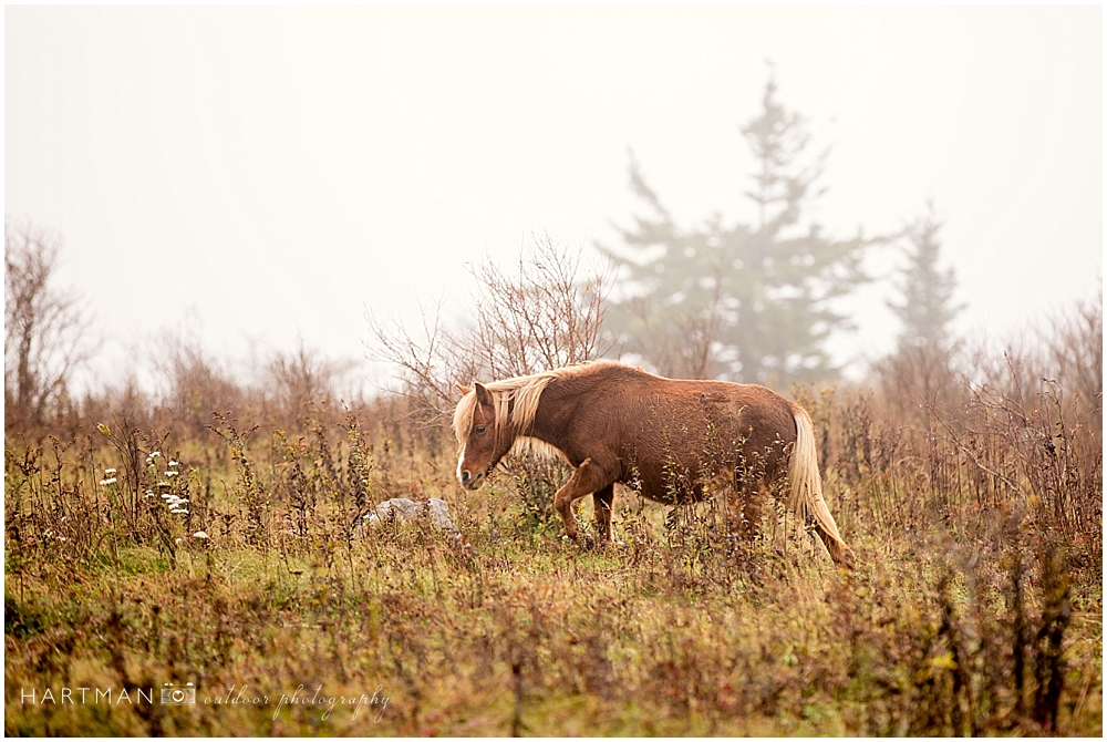 Grayson Highlands Engagement Pony