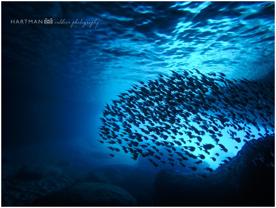 Raleigh Curacao Scuba Dive Underwater Wedding Photographer 000004