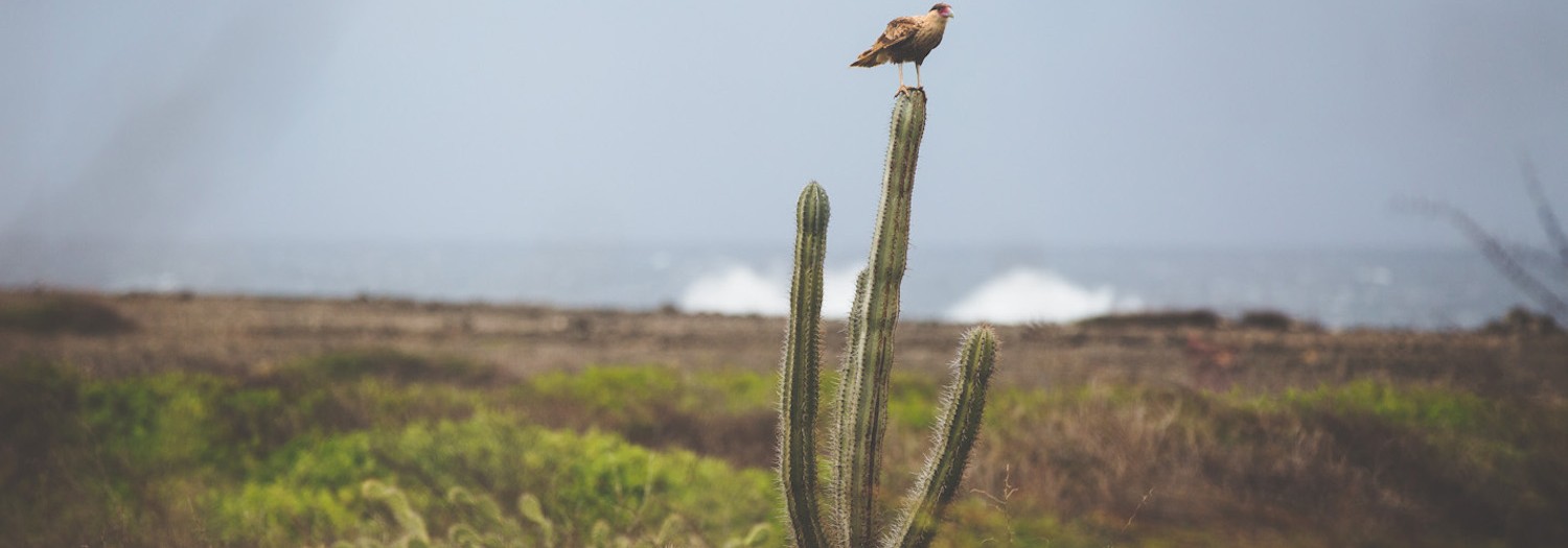 Curacao Honeymoon and Wedding Guide: Exploring the Desert