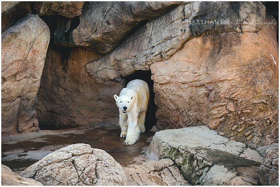 North Carolina Aquarium Zoo Wedding 00001