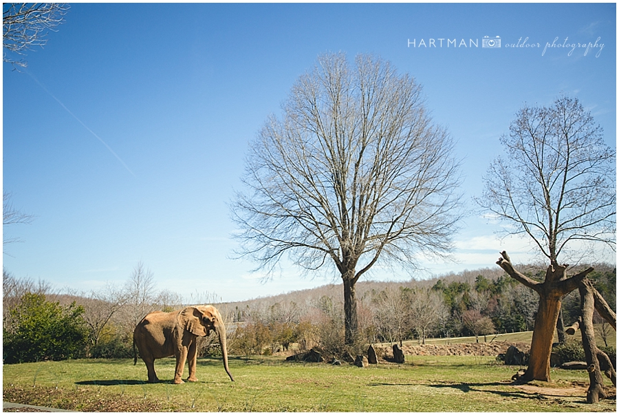 North Carolina Zoo Wedding 00022