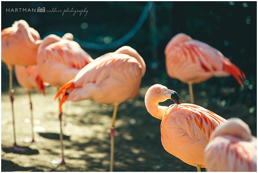 North Carolina  Zoo Wedding 00036