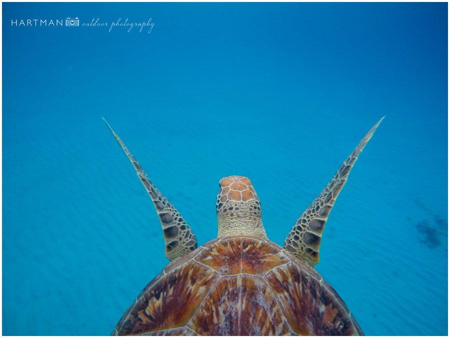 Scuba Diving Wedding Photographer 002820