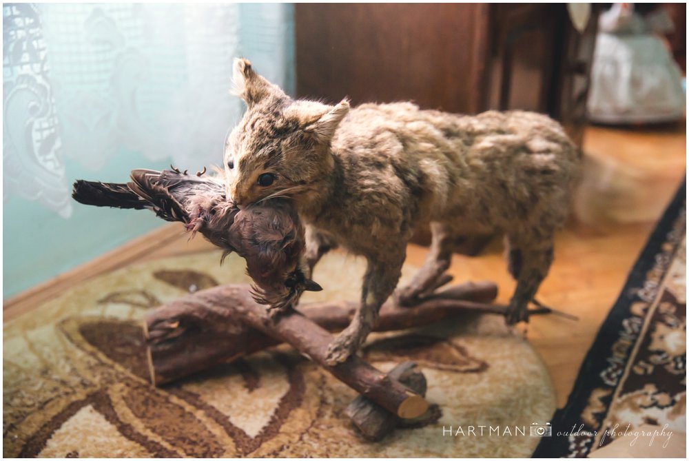 Romanian Taxidermy