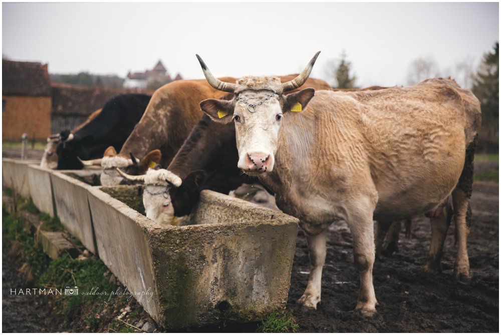 Viscri Cattle Livestock