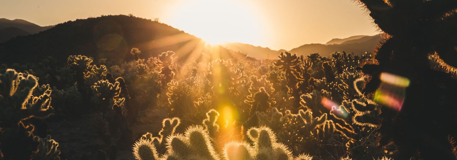 Camping in Joshua Tree, California