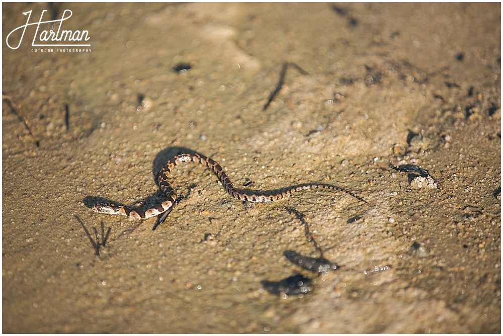 Jordan Lake Snake