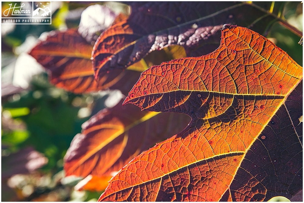 Autumn Wedding in Charlottesville Virginia