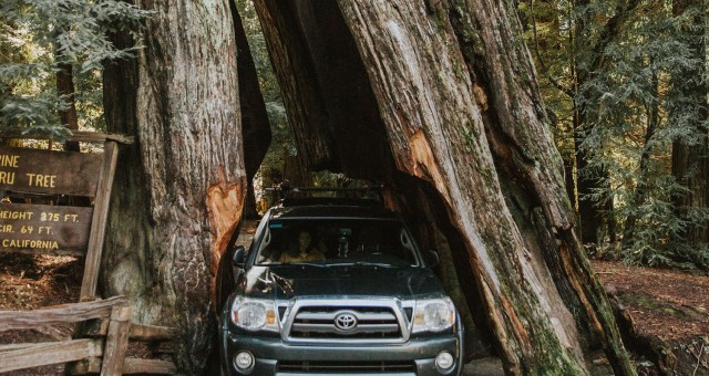 Hiking in the Humboldt Redwoods | California