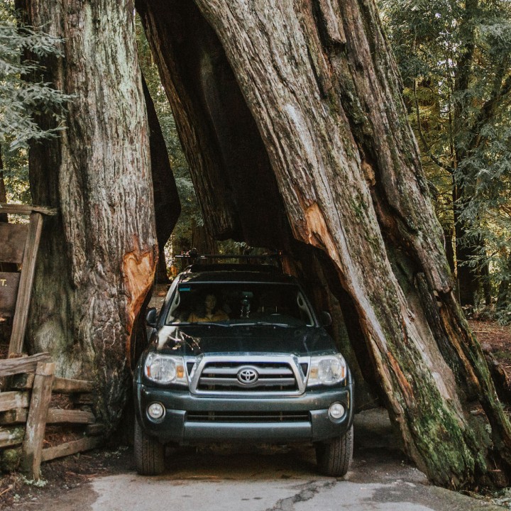 Hiking in the Humboldt Redwoods | California