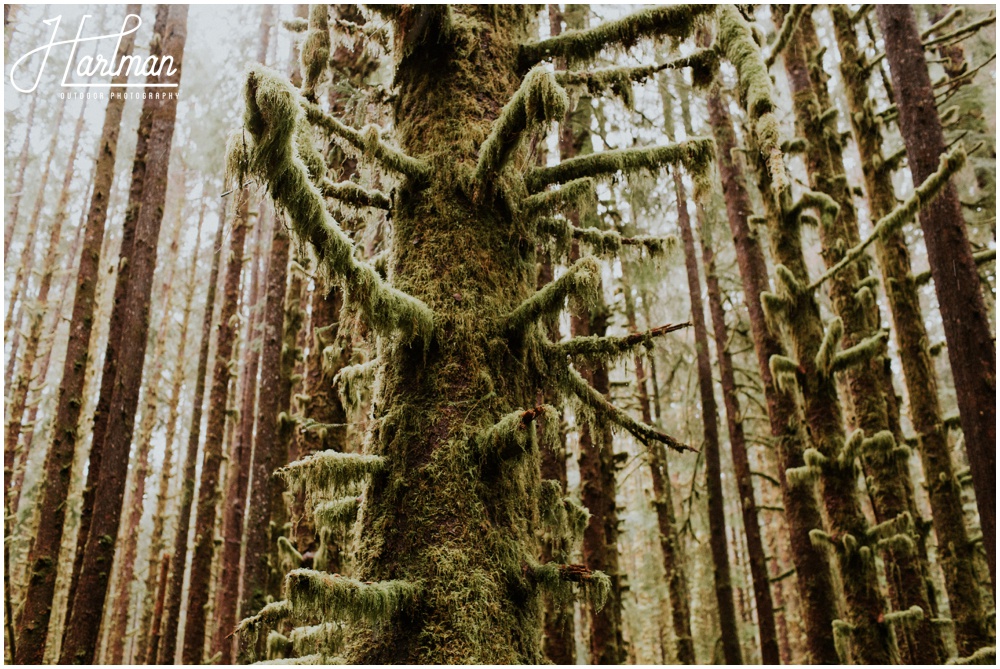 Hoh Rainforest Wedding Engagement Photographer 0171