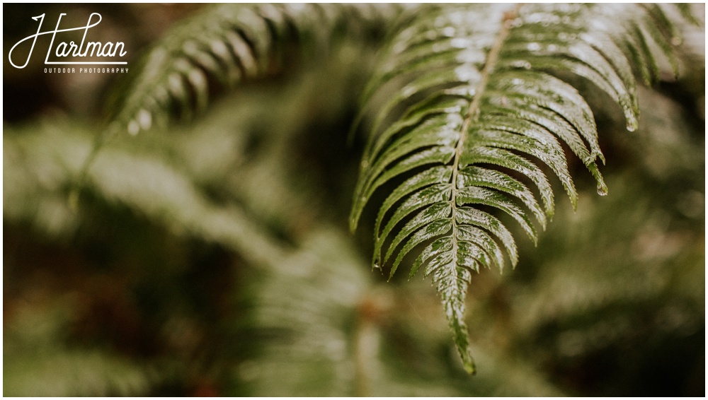 Hoh Rainforest Wedding Engagement Photographer 0175