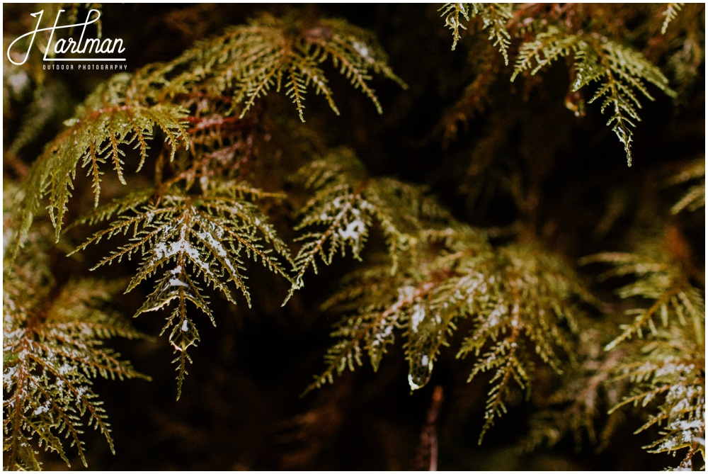 Hoh Rainforest Wedding Engagement Photographer 0177