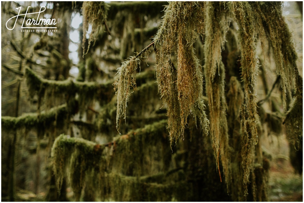 Hoh Rainforest Wedding Engagement Photographer 0186