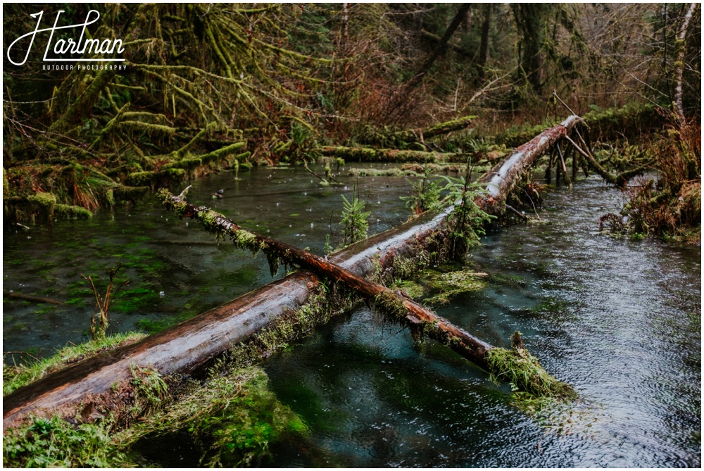 Hoh Rainforest Wedding Engagement Photographer 0187