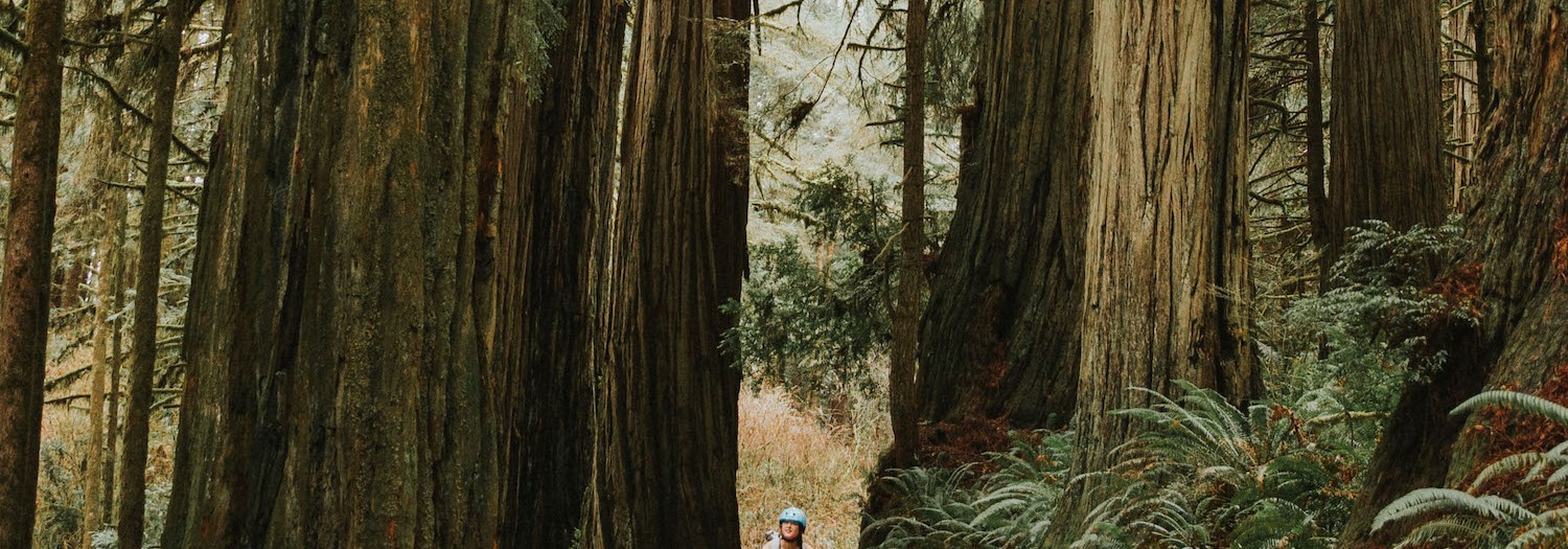 Biking Jedediah Smith Redwoods State Park | California