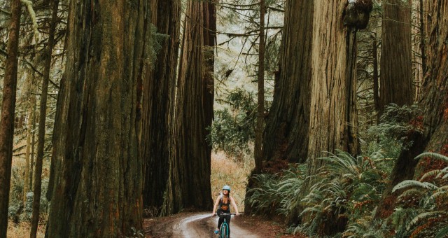 Biking Jedediah Smith Redwoods State Park | California