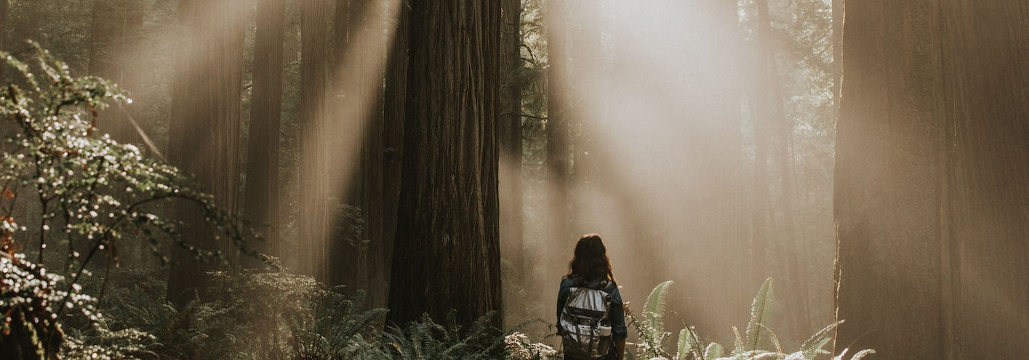 Hiking in Jedediah Smith Redwood Forest | California