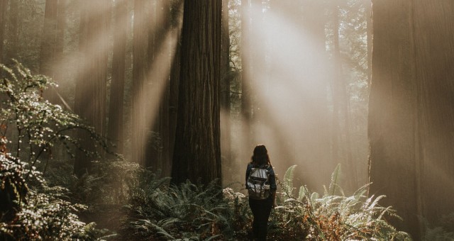 Hiking in Jedediah Smith Redwood Forest | California