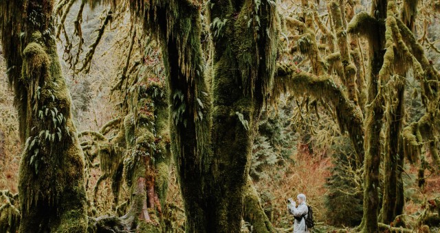 Hoh Rainforest Elopement Location Scout at the Hall of Mosses| Washington State