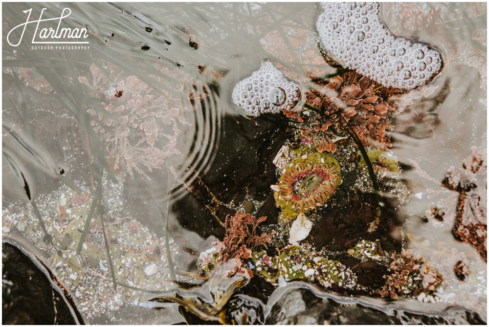 Olympic NP Wedding Elopement Photographer 0279