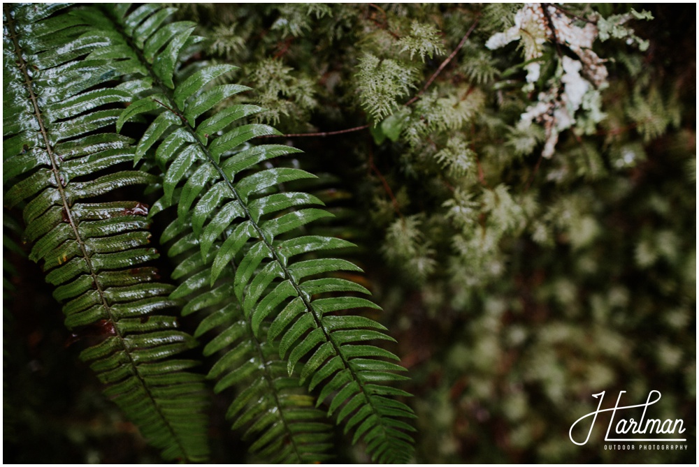 Olympic National Park wedding elopement photographer 0217