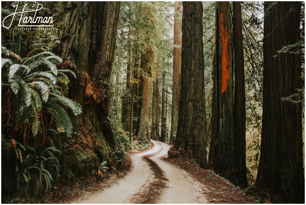 Redwood Forest Wedding Elopement Photographer_0004