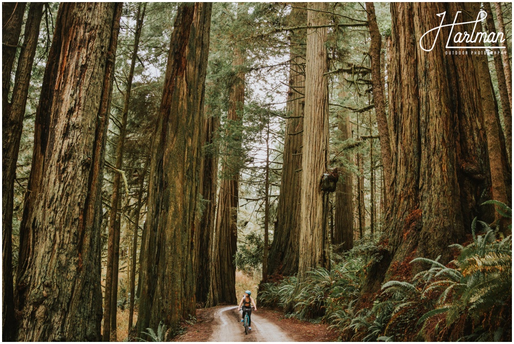 Redwood Forest Wedding Elopement Photographer_0005