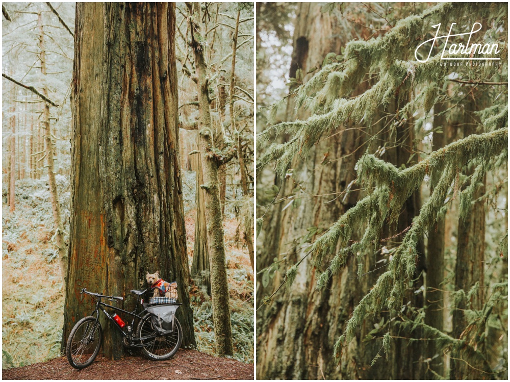 Redwood Forest Wedding Elopement Photographer_0008