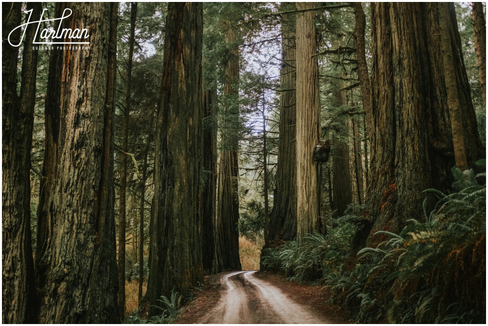 Redwood Forest Wedding Elopement Photographer_0012