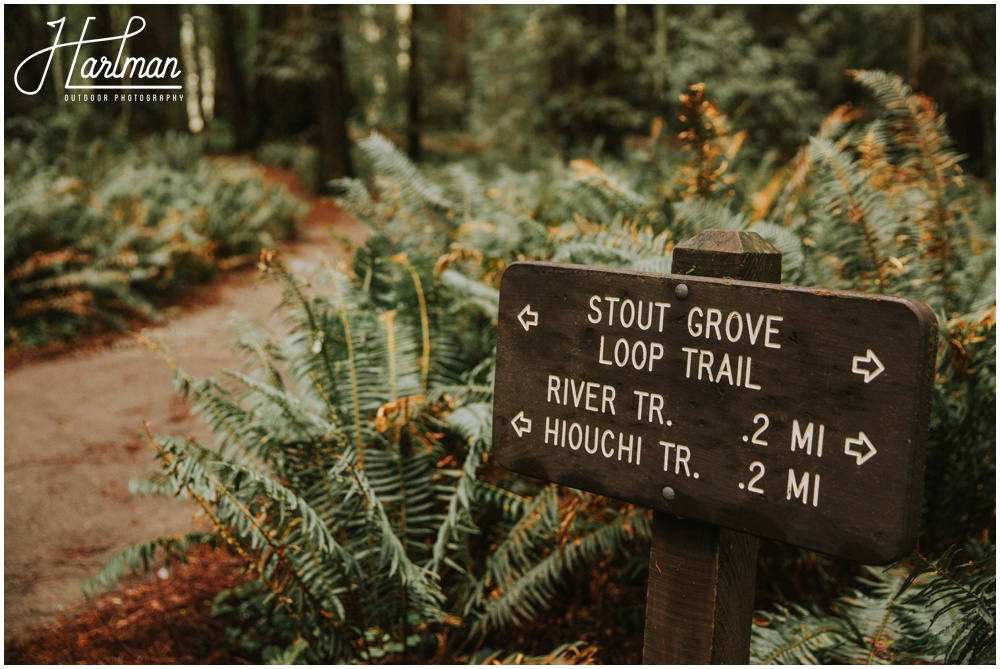 Redwood Forest Wedding Elopement Photographer_0014