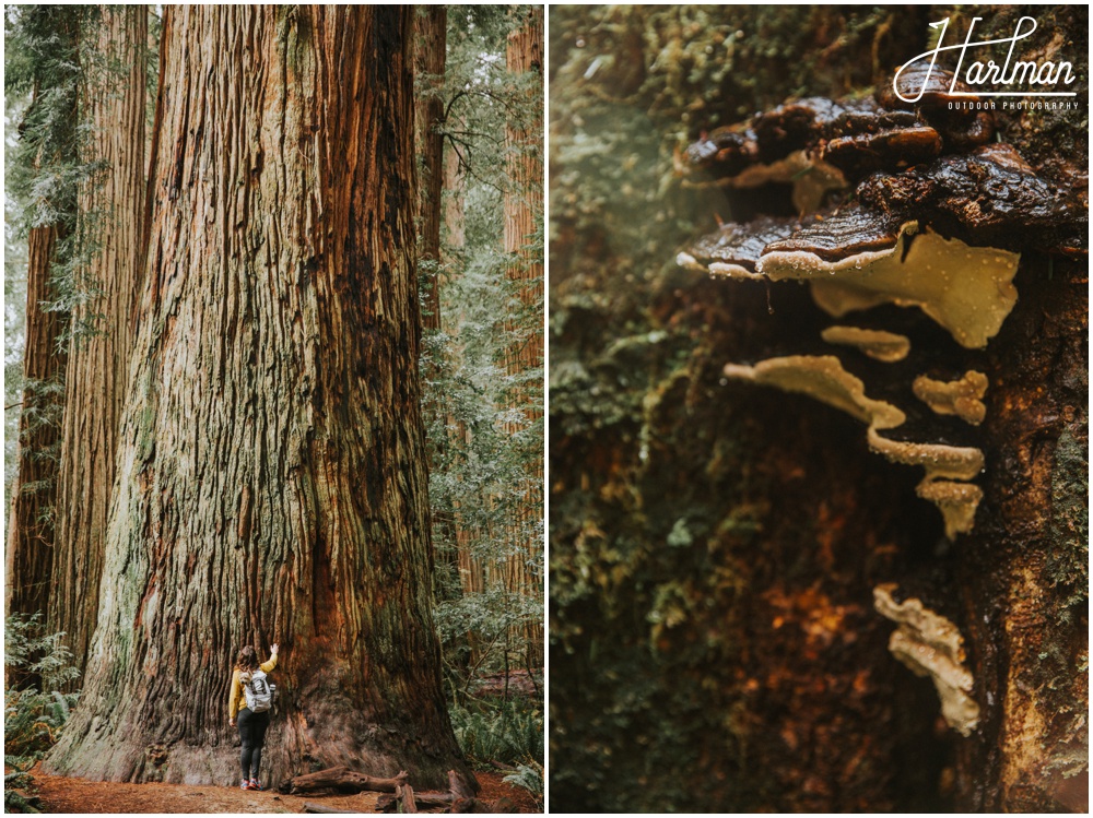 Redwood Forest Wedding Elopement Photographer_0018