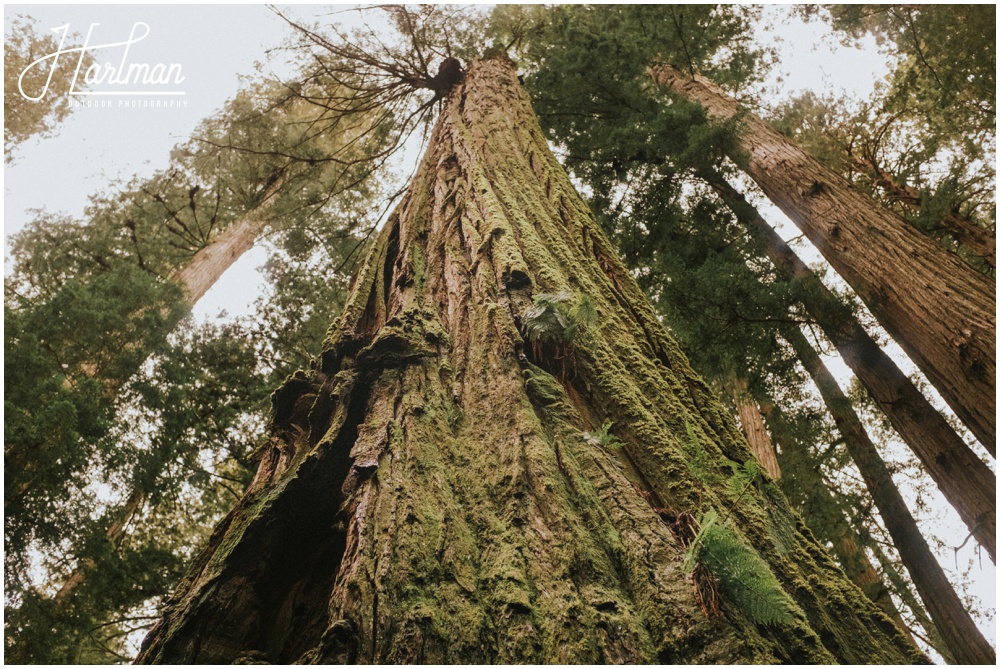 Redwood Forest Wedding Elopement Photographer_0021