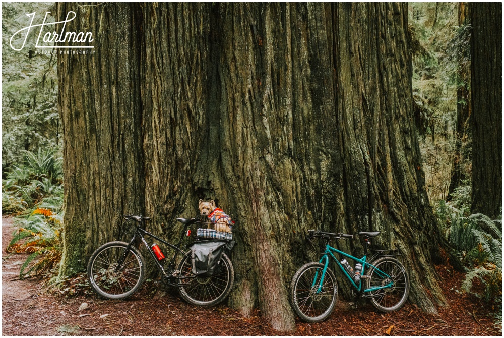 Redwood Forest Wedding Elopement Photographer_0022