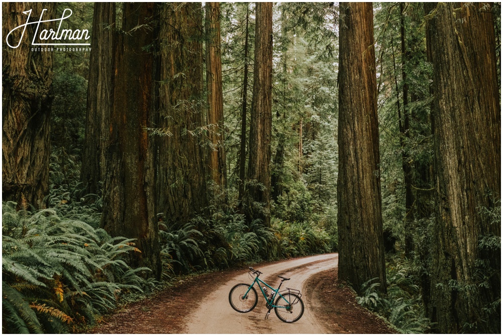 Redwood Forest Wedding Elopement Photographer_0025