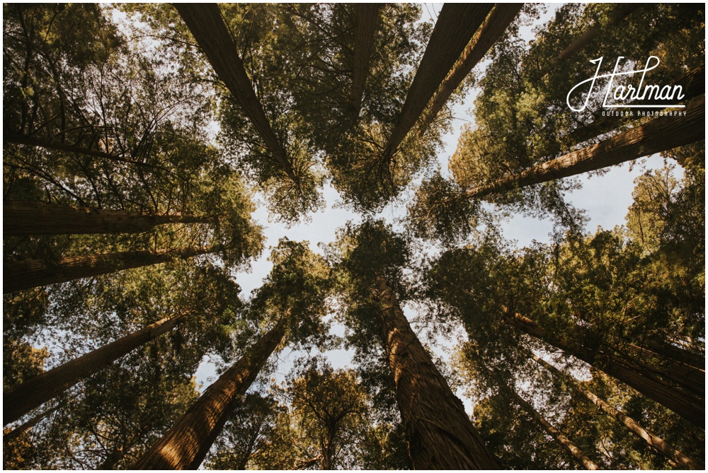 Redwood Forest Elopement 0030