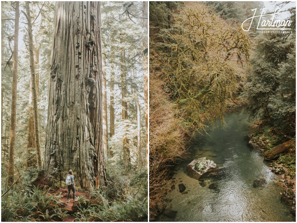 Redwood Forest Wedding Photographer_0031